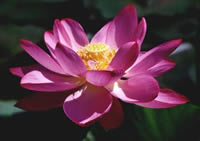 Lotus Flower