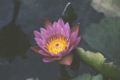 Water Lily