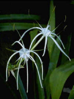 Spider Lilies