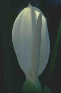 Calla Lily