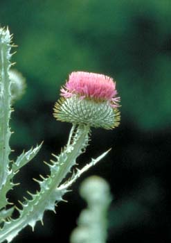 Bull Thistle