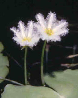 White Bean Bog