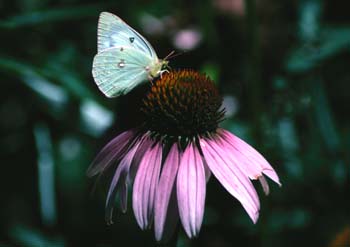 Purple Coneflower