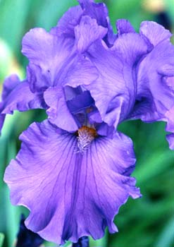 Bearded Iris