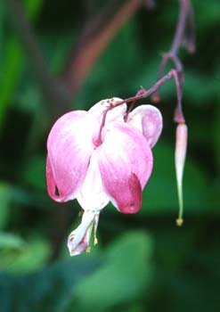 Bleeding Heart