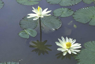 Water Lilies