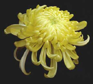 Chrysanthemum