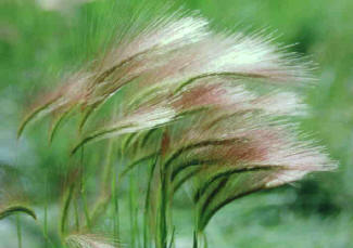 Squirreltail Grass