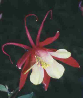 Western Columbine