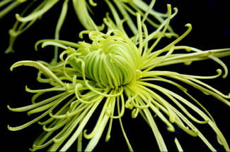 Spider Chrysanthemum