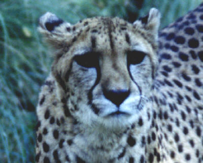 Cheetah