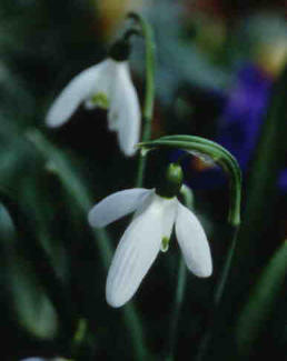 Snowdrops