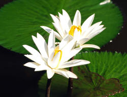 White Water Lilies