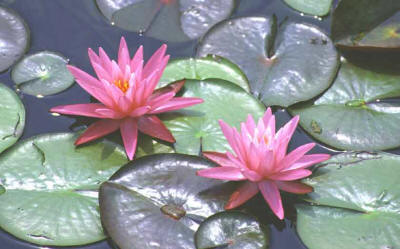 Water Lilies