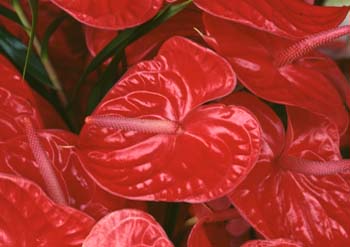 Anthuriums