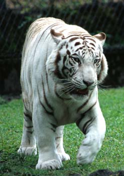 White Tiger