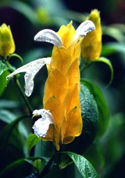 Golden Shrimp Plant