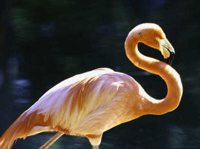 Lesser Flamingo