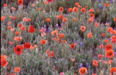 Texas Wildflowers