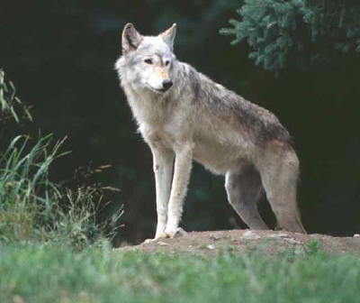 Gray Wolf