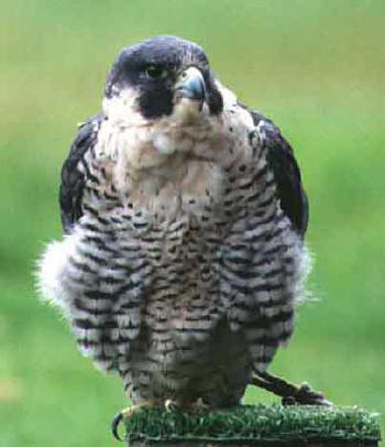 Peregrine Falcon