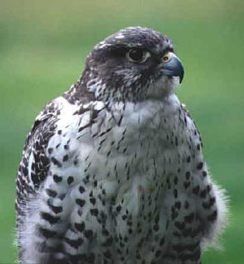 Gyrfalcon