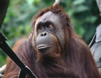 Orangutan