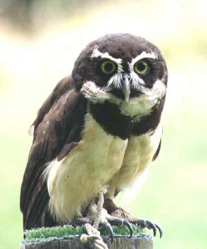 Spectacled Owl