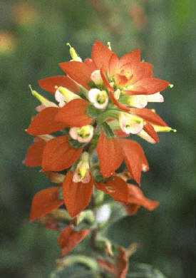 Indian Paintbrush