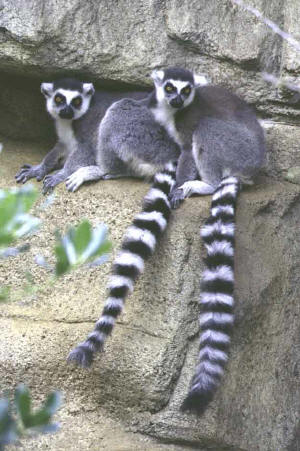 Ring-tailed Lemurs