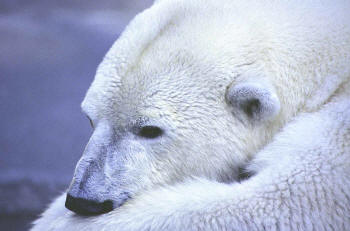 Polar Bear