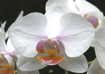 Orchid