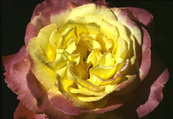 Hybrid Tea Rose