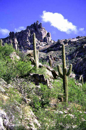 Sabino Canyon