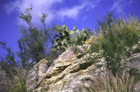 Prickly Pear