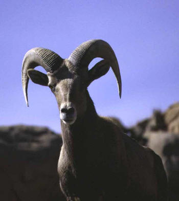 Desert Bighorn Sheep