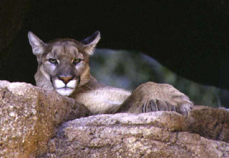 Mountain Lion