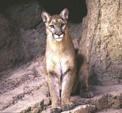 Mountain Lion