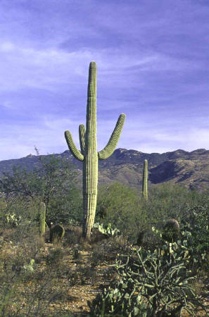 Saguaro Cactus