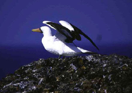 Nazca Booby