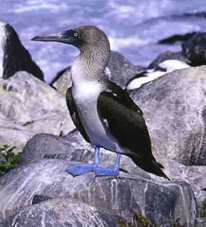 Blue-footed Booby