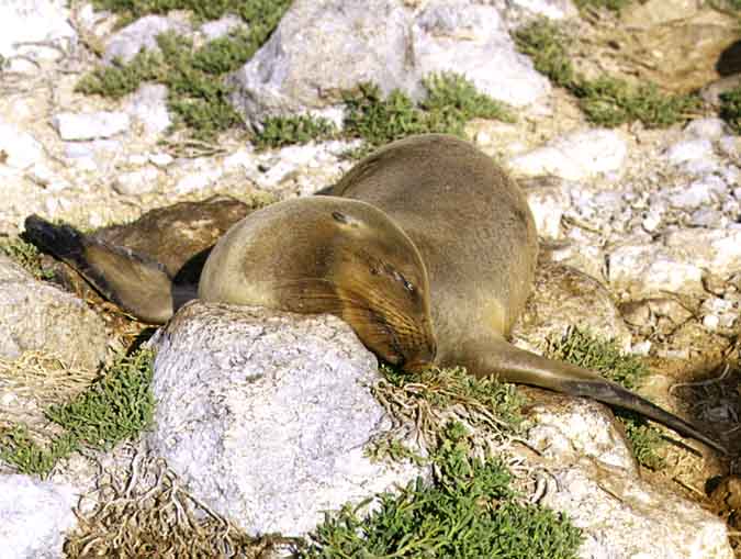 Galapagos Sea Lion