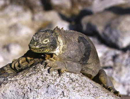 Marine Iguana