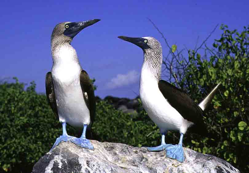 Blue-Footed Boobies