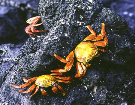 Sally Lightfoot Crab