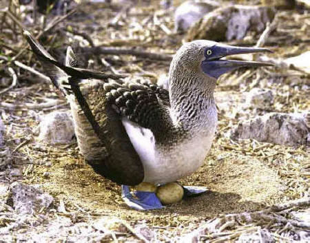 Blue-footed Booby