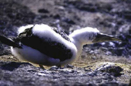 Nazca Booby