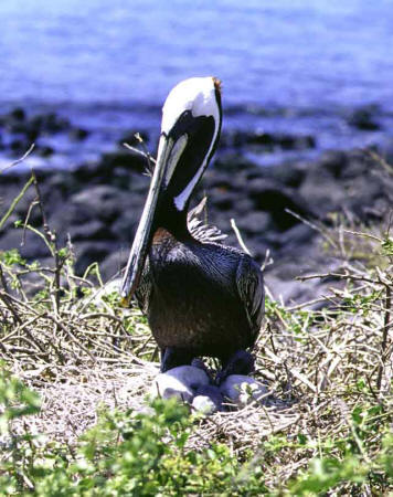 Pelicans