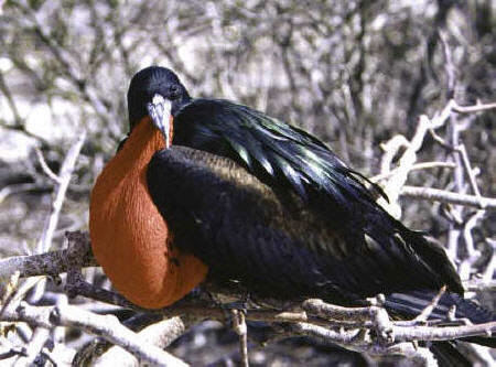 Great Frigatebird