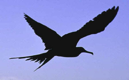 Frigatebird